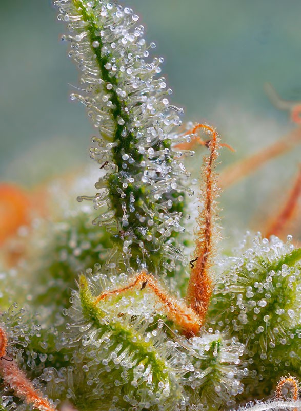 Crystal Candy Auto®