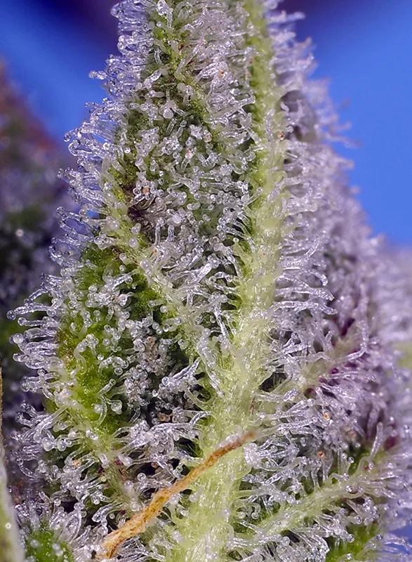 Permanent Marker XL Auto®