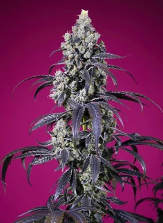 Tropicanna Cherry XL Auto®