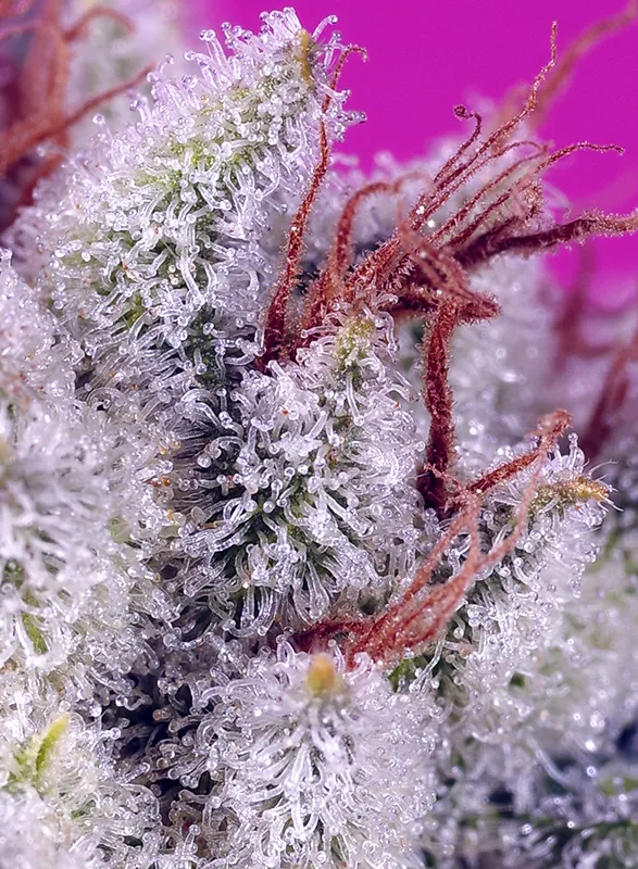 Pink Guava F1 Fast Version®