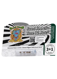 Sweet Amnesia Haze XL Auto® 2