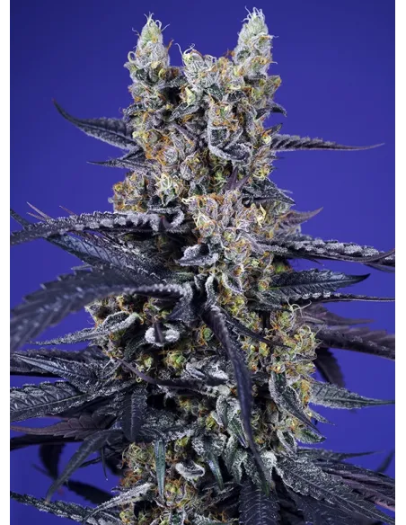 Super Boof XL Auto®