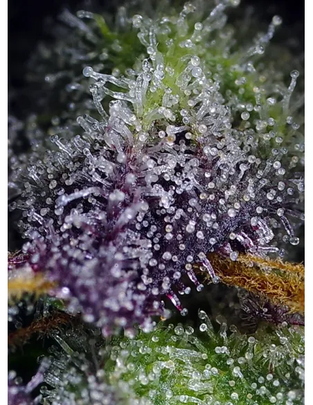 Super Boof XL Auto®