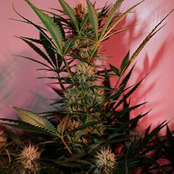 Cream Mandarine XL Auto®