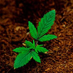 Crystal Candy XL Auto®