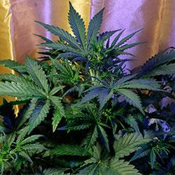 Crystal Candy XL Auto®