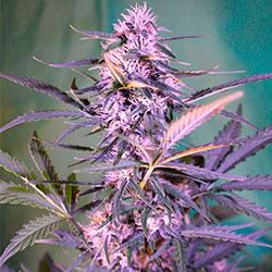 Crystal Candy XL Auto®