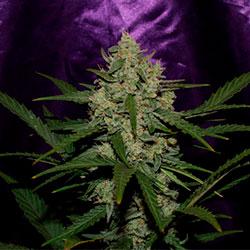 Crystal Candy XL Auto®