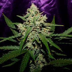 Crystal Candy XL Auto®