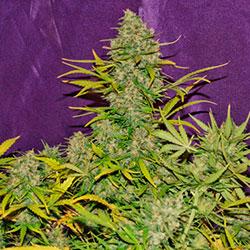 Crystal Candy XL Auto®