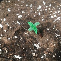 Sweet Cheese XL Auto®