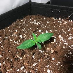 Sweet Cheese XL Auto®