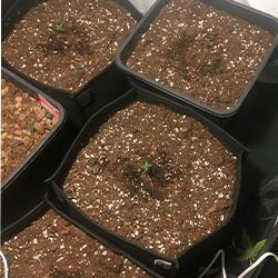 Sweet Cheese XL Auto®