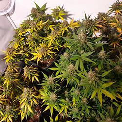 Sweet Cheese XL Auto®