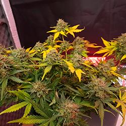 Sweet Cheese XL Auto®