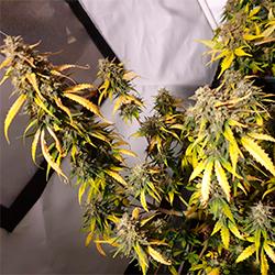 Sweet Cheese XL Auto®