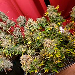 Sweet Cheese XL Auto®