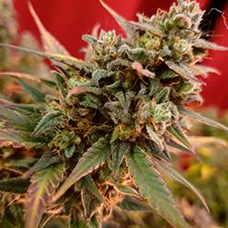 Sweet Cheese XL Auto®