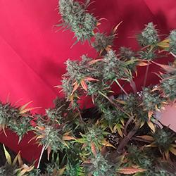 Sweet Cheese XL Auto®