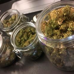 Sweet Cheese XL Auto®