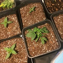 Sweet Cheese XL Auto®