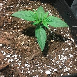 Sweet Cheese XL Auto®