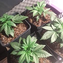 Sweet Cheese XL Auto®