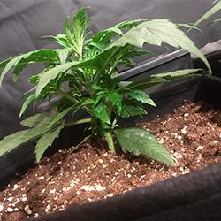 Sweet Cheese XL Auto®