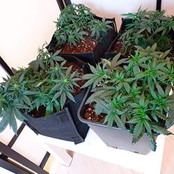 Sweet Cheese XL Auto®