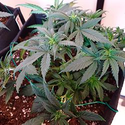 Sweet Cheese XL Auto®