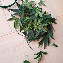 Sweet Cheese XL Auto®