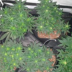 Sweet Cheese XL Auto®