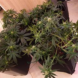 Sweet Cheese XL Auto®