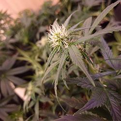 Sweet Cheese XL Auto®