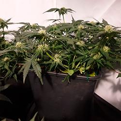 Sweet Cheese XL Auto®