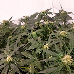 Sweet Cheese XL Auto®