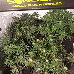 Sweet Cheese XL Auto®