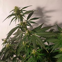 Sweet Cheese XL Auto®