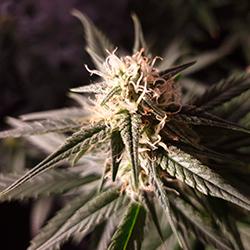 Sweet Cheese XL Auto®