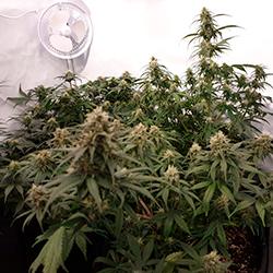Sweet Cheese XL Auto®