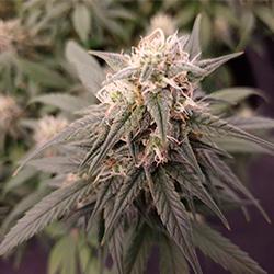 Sweet Cheese XL Auto®