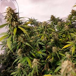 Sweet Cheese XL Auto®