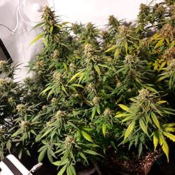 Sweet Cheese XL Auto®