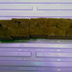 Seguimiento de cultivo de Red Poison Auto®