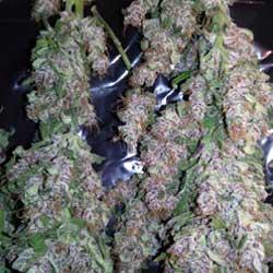 Seguimiento de cultivo de Red Poison Auto®