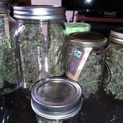 Seguimiento de cultivo de Red Poison Auto®