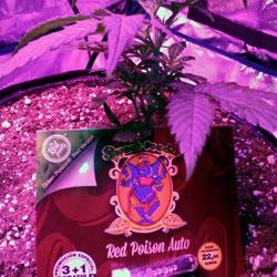 Seguimiento de cultivo de Red Poison Auto®