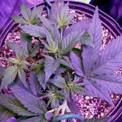 Seguimiento de cultivo de Red Poison Auto®