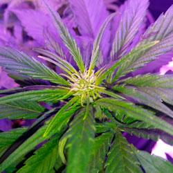 Seguimiento de cultivo de Red Poison Auto®