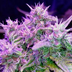 Seguimiento de cultivo de Red Poison Auto®